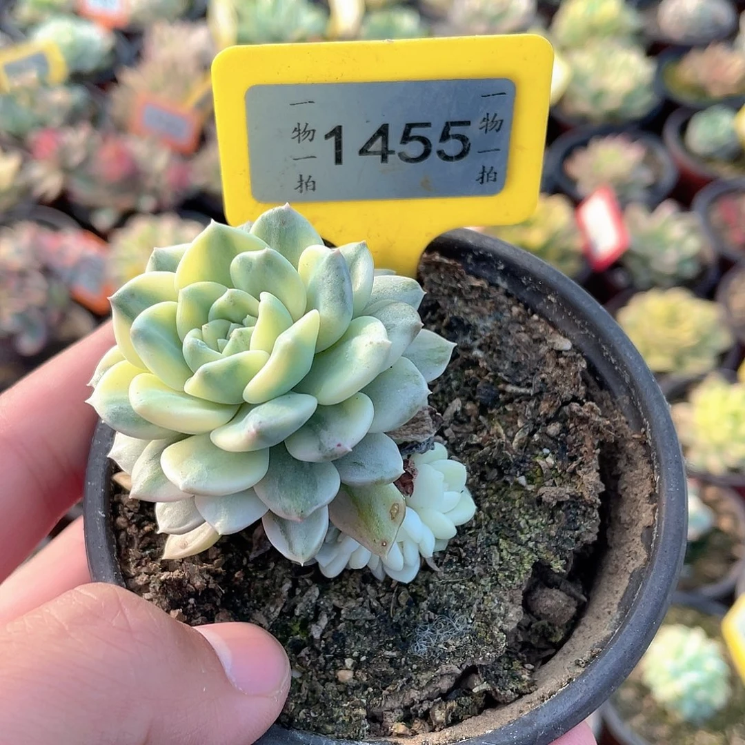 粉布偶锦1455号多肉