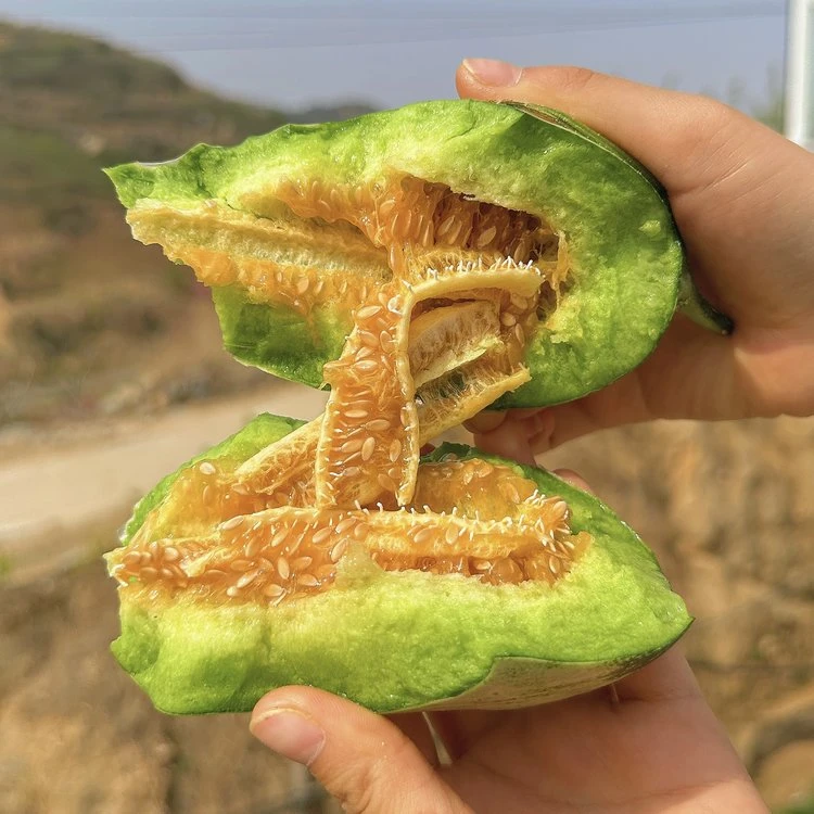 山东羊角蜜甜瓜脆甜多汁新鲜水果现摘现发应季蜜瓜