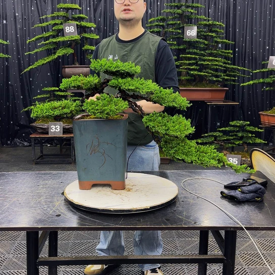 珍珠柏树造型盆景