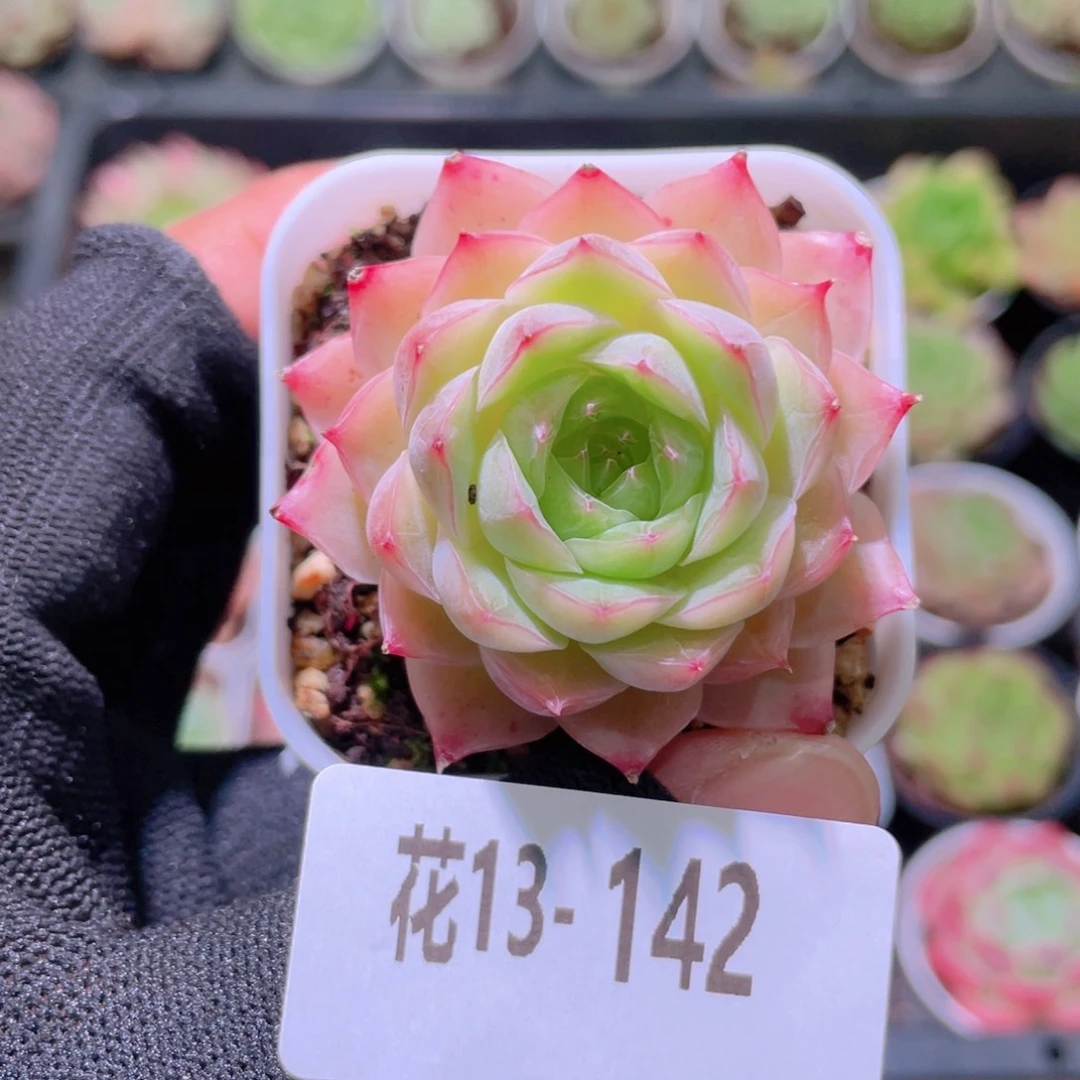 花利美13-142云梦仙子