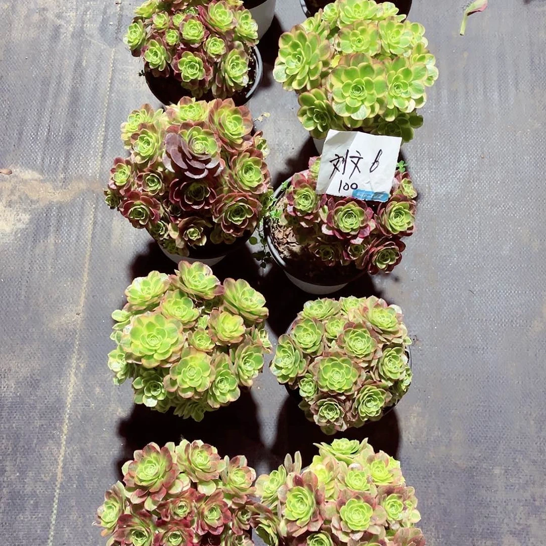 法师奶白锦漂亮漂亮漂亮