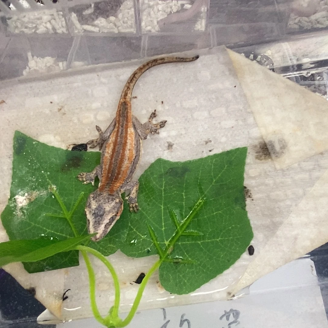 无***件盖勾亚守宫1111111