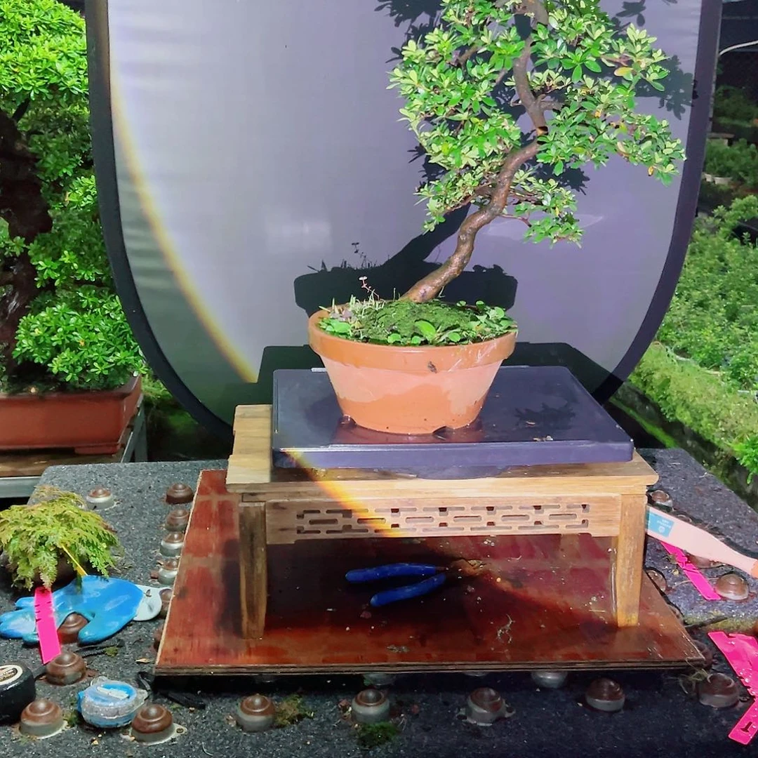 用***3无花朵盆景皋月杜鹃八之之镜0977