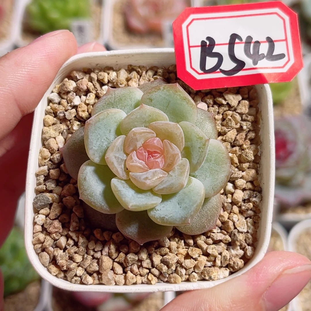 B542 一物一拍 乐游