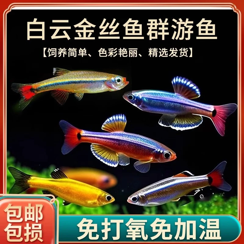白云金丝鱼小型冷水原生鱼耐寒耐活好养群游灯科鱼斑马新手观赏鱼