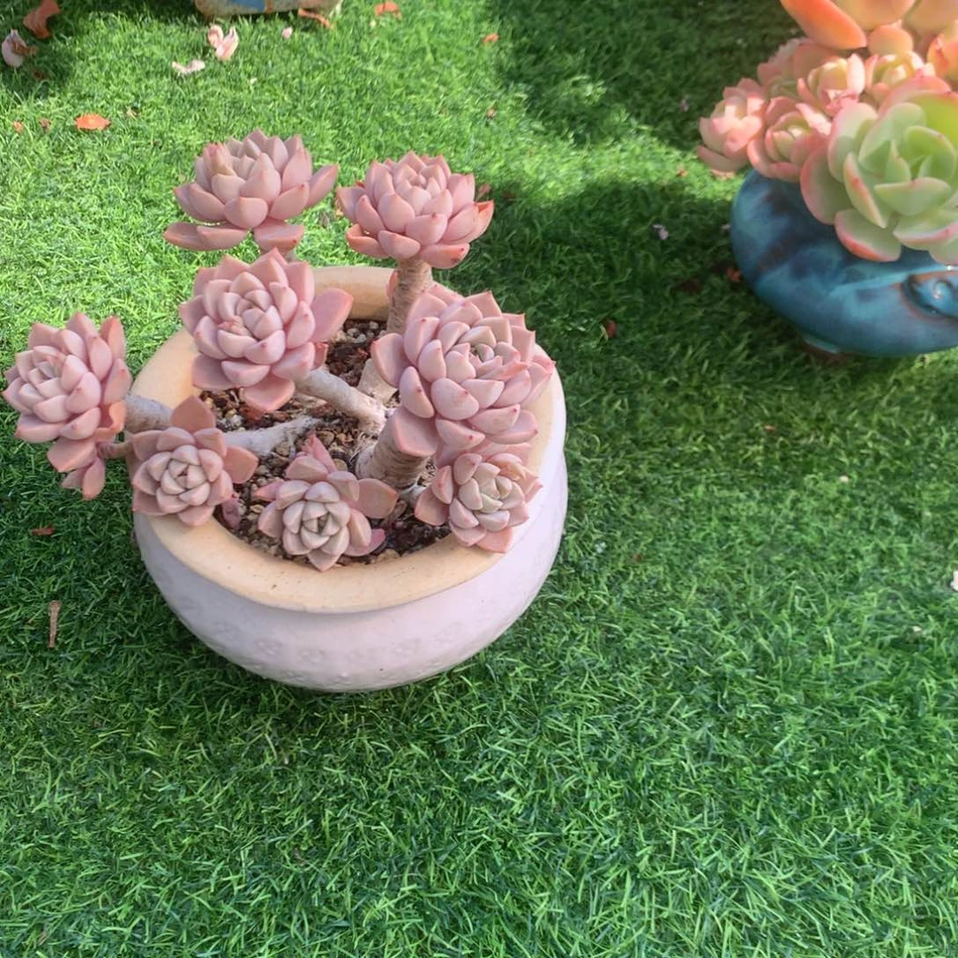 晓*红粉佳人多肉植物脱土