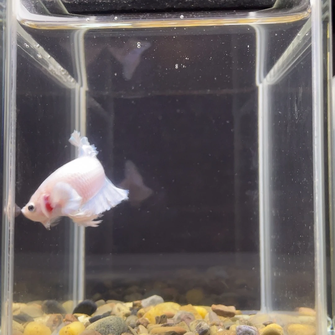 斗鱼70号粉彩马卡龙绣球