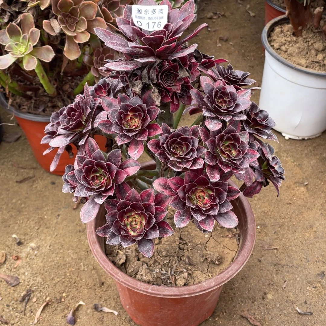 176花福蝶多肉法师断枝不包