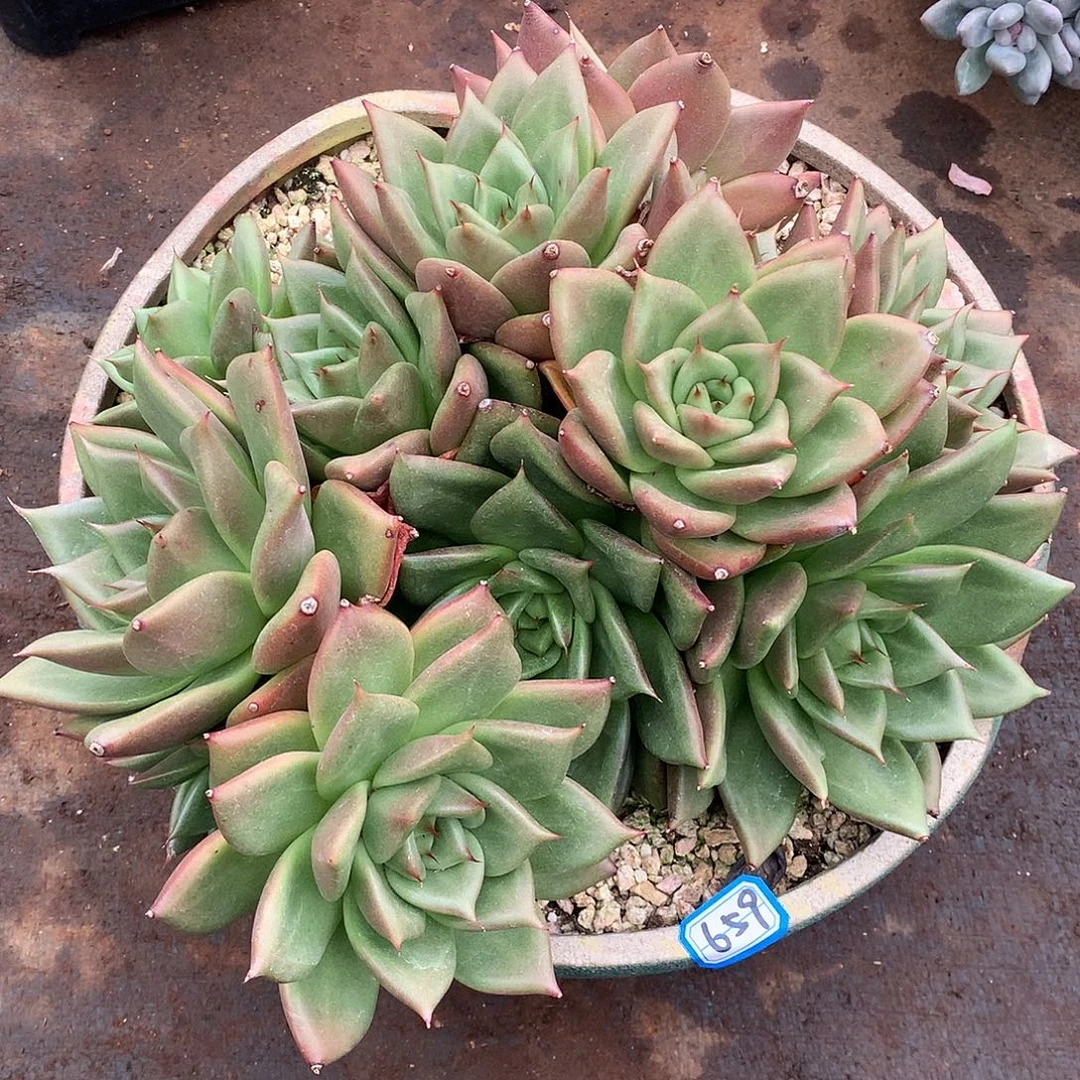 659 一物一拍多肉