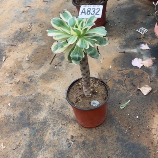 832燕子锦不包断枝