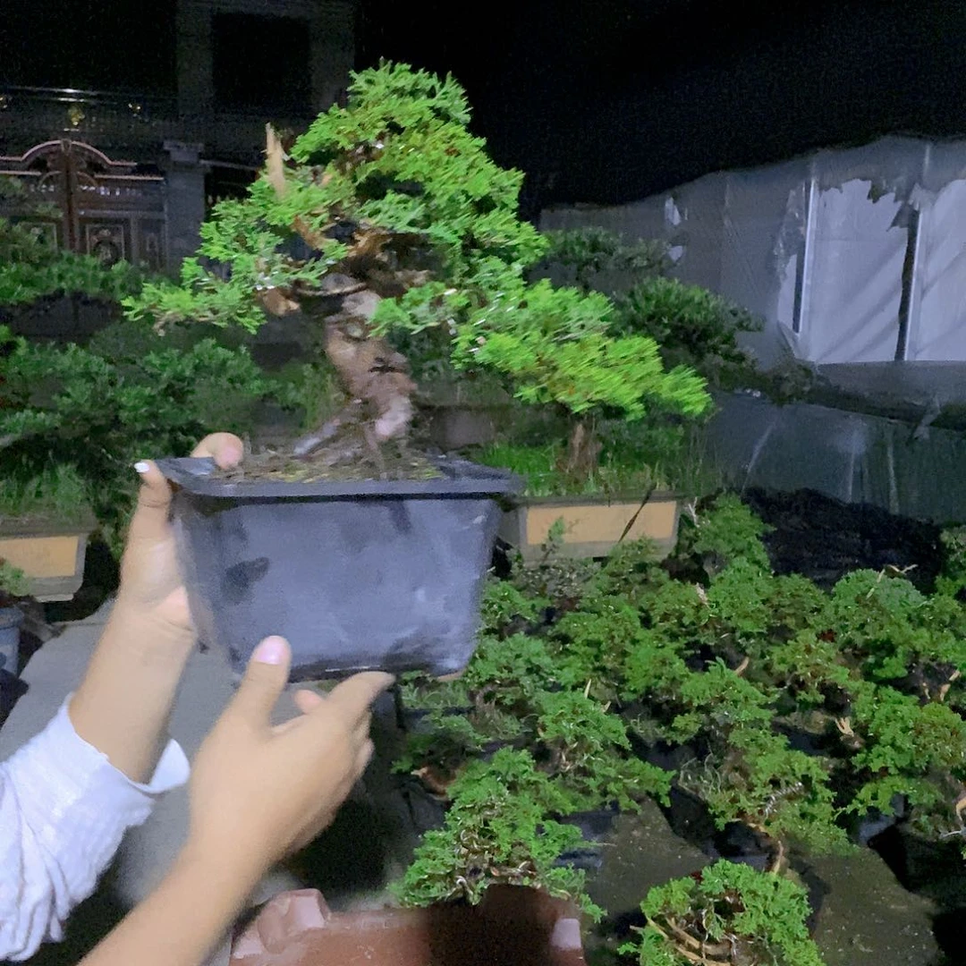 无花朵真柏盆景造型