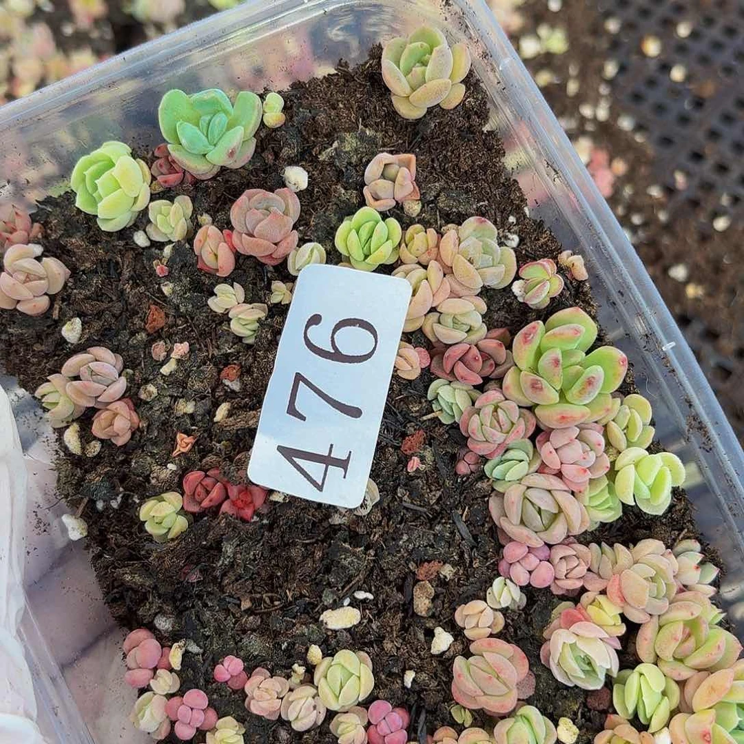 多肉植物多肉植物476