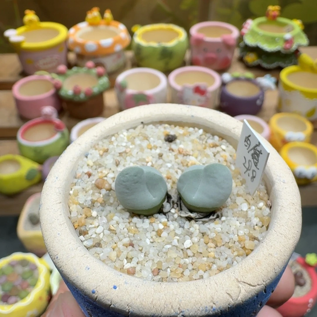 蘑菇1101白魔多肉植物