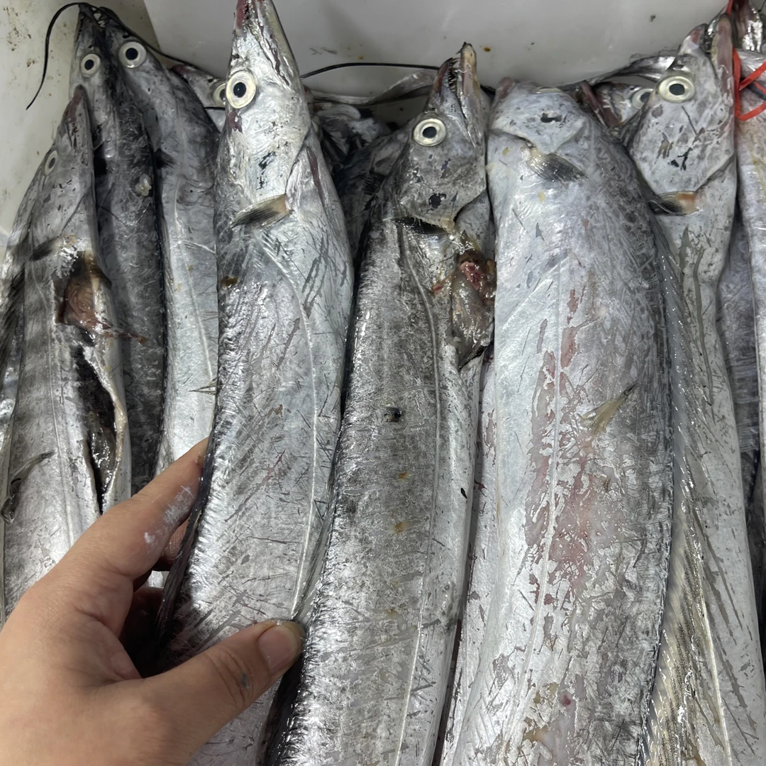 大连渤海湾刀鱼4斤.拖网破腹掉鳞多干冰发货顺丰包邮