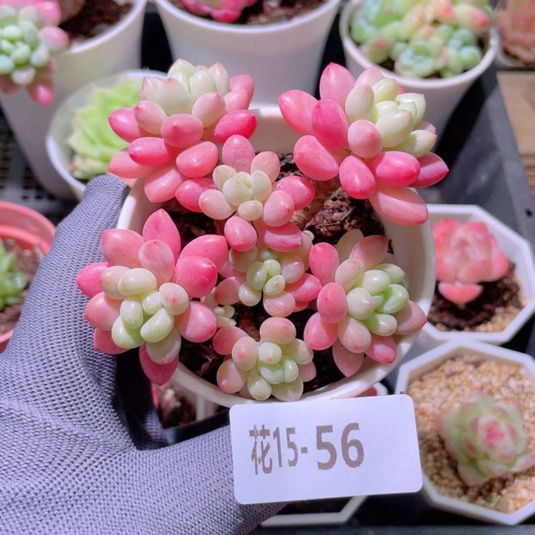 花利美15-65洛可可