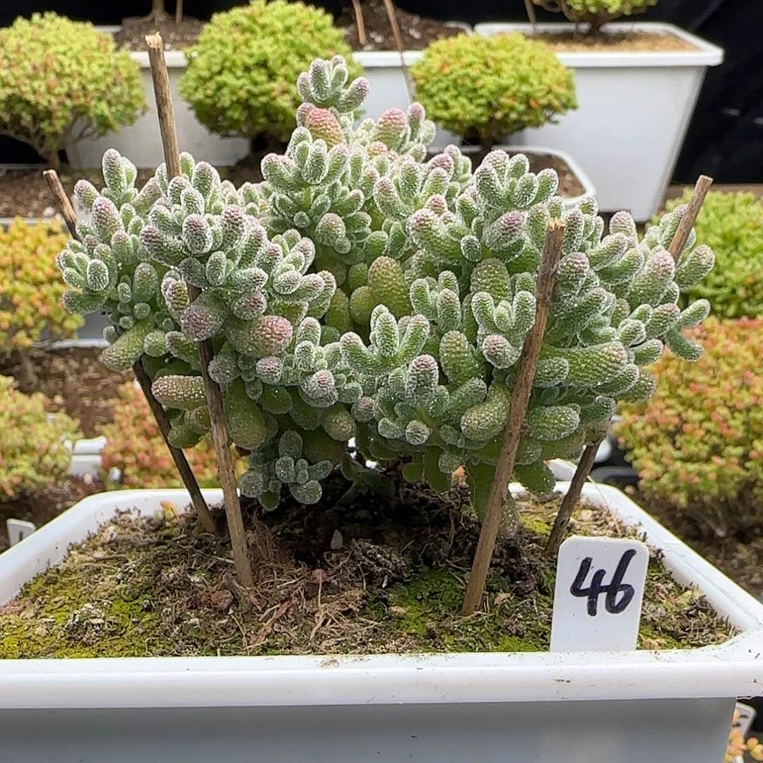 冰晶枝干番杏。。。。