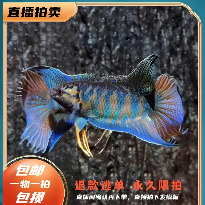 中国斗鱼蓝叉普叉冷水小型淡水活体观赏鱼好养耐活菩萨鱼