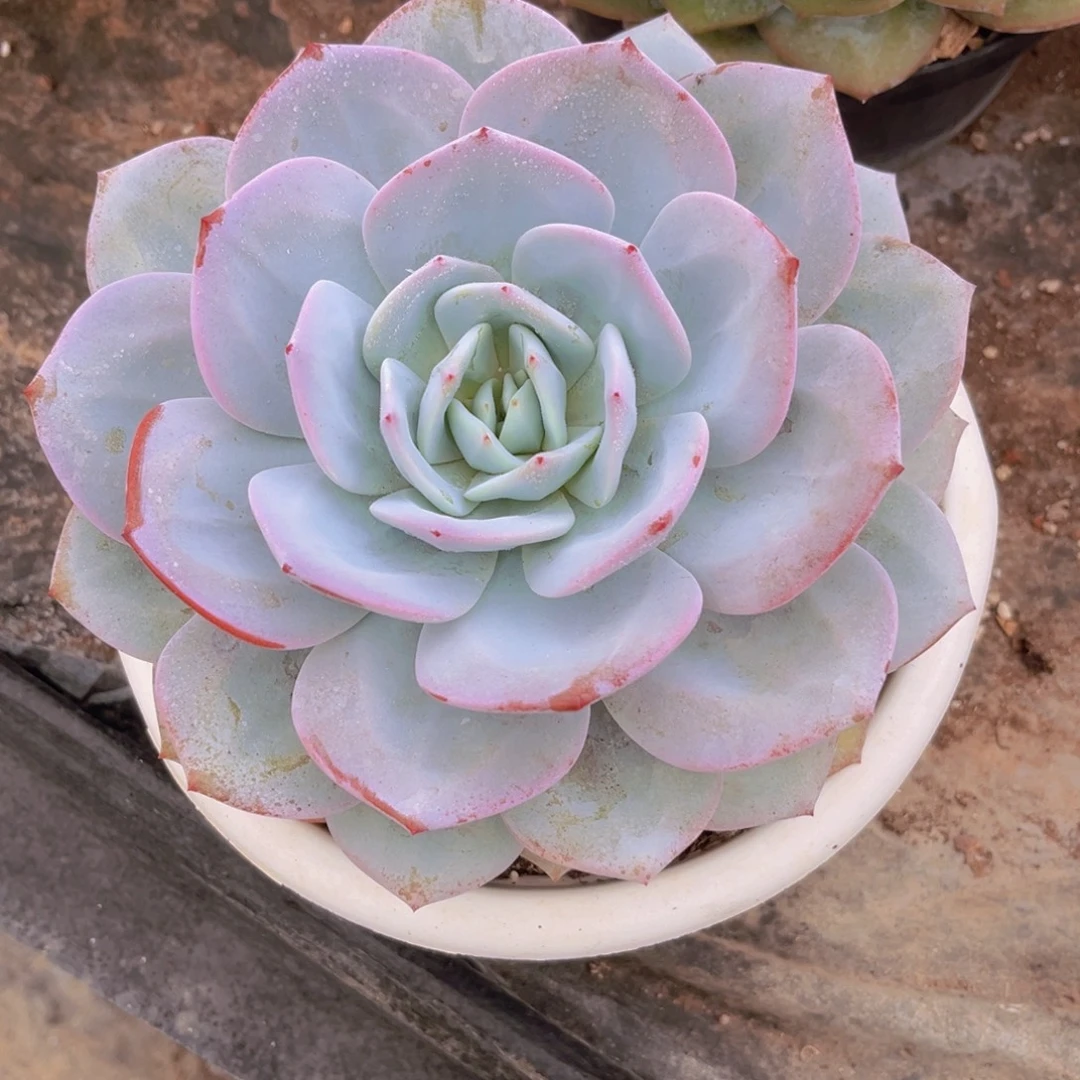 奶茶119.5公分999999999