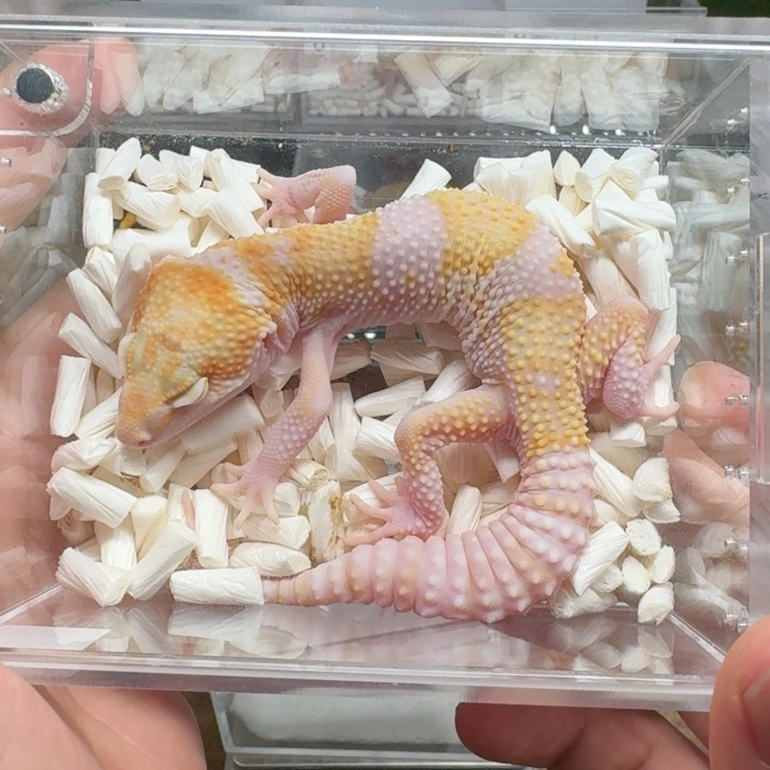 豹纹守宫蜡笔川普 公