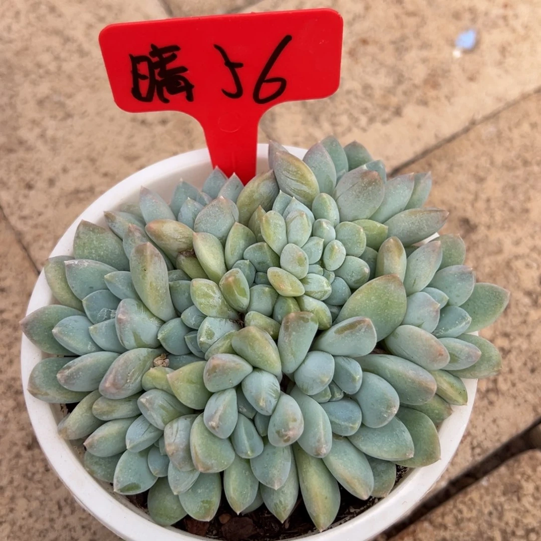 晴***到晴 56 俩颗。