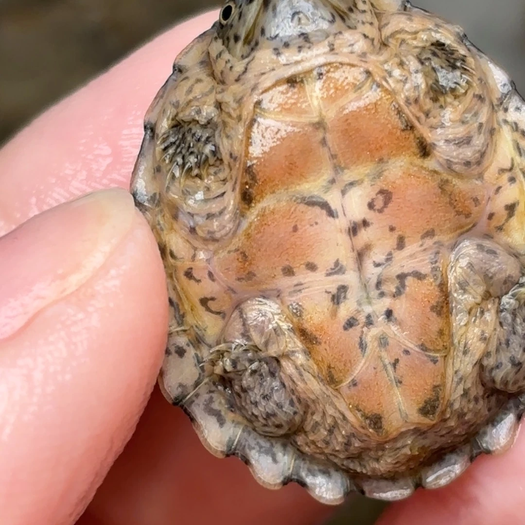 剃刀龟不分公母全品双满文粗纹黑刀