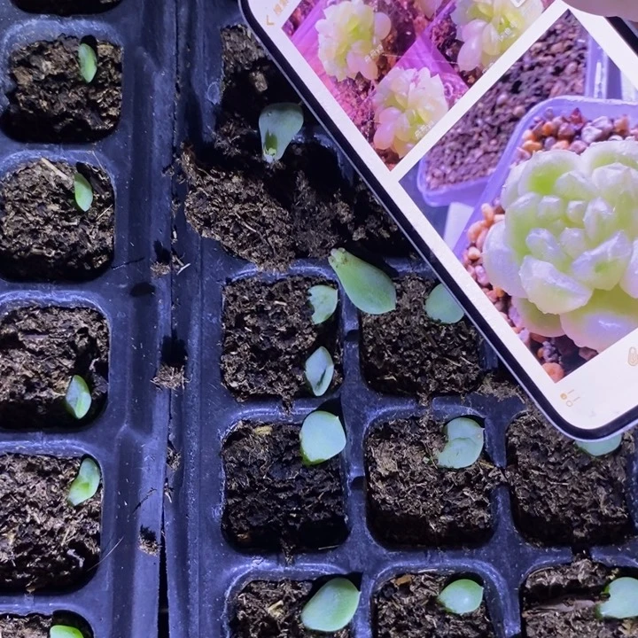 穴盘甜心t15芽苗一个