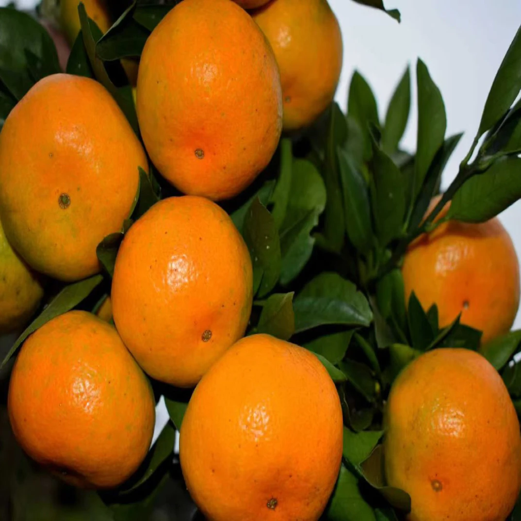 湖南洞口雪峰蜜桔新鲜应季无籽维生素c水果包邮