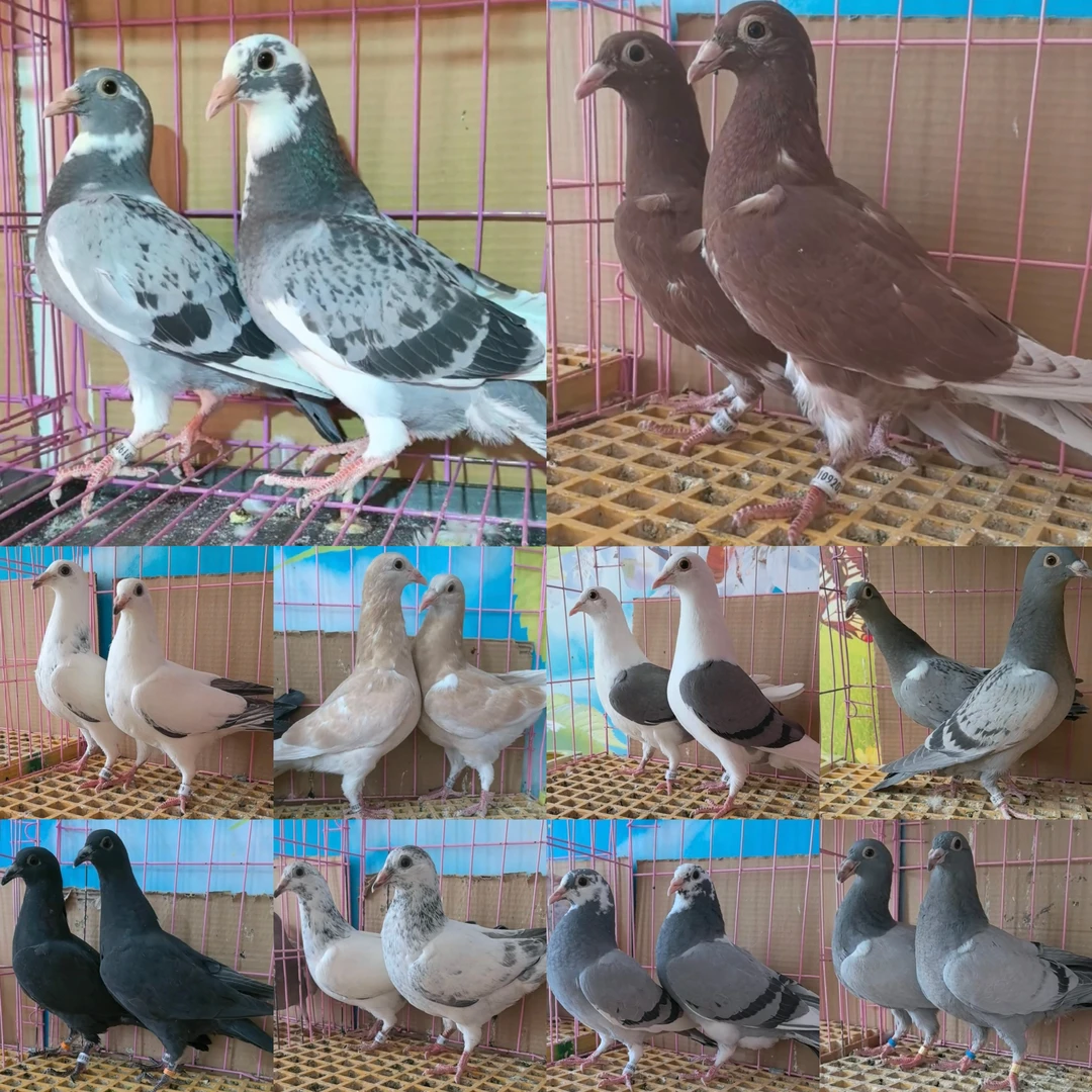 畜牧/养殖物资 >动物幼苗/动物种苗”