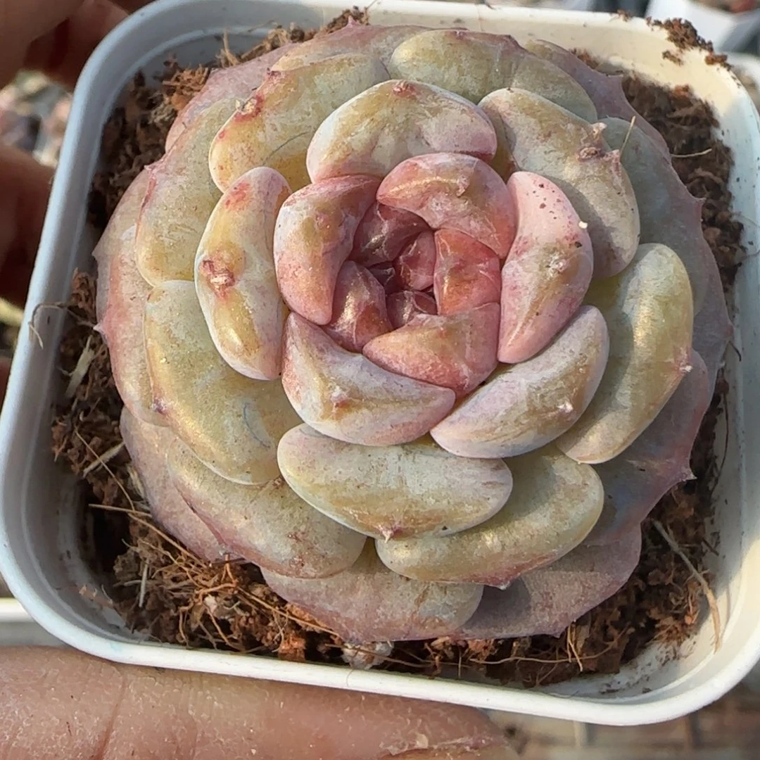 小卡拉米糖心一物一拍