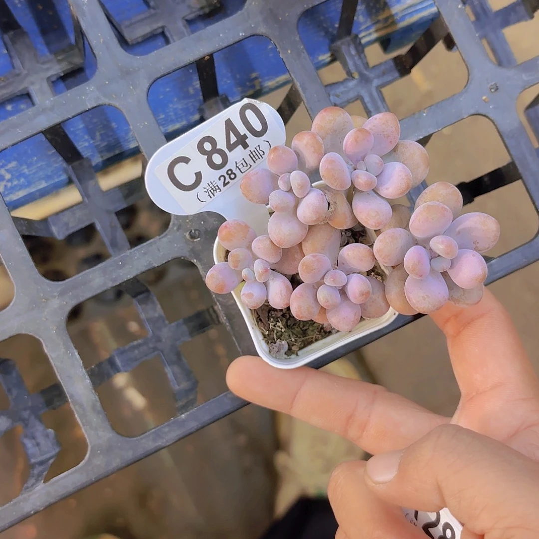 爱***）C840桃蛋一物一拍