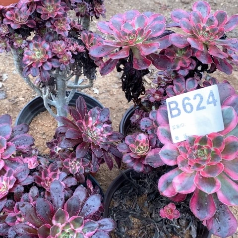 真***意香奈儿法师多肉植物624