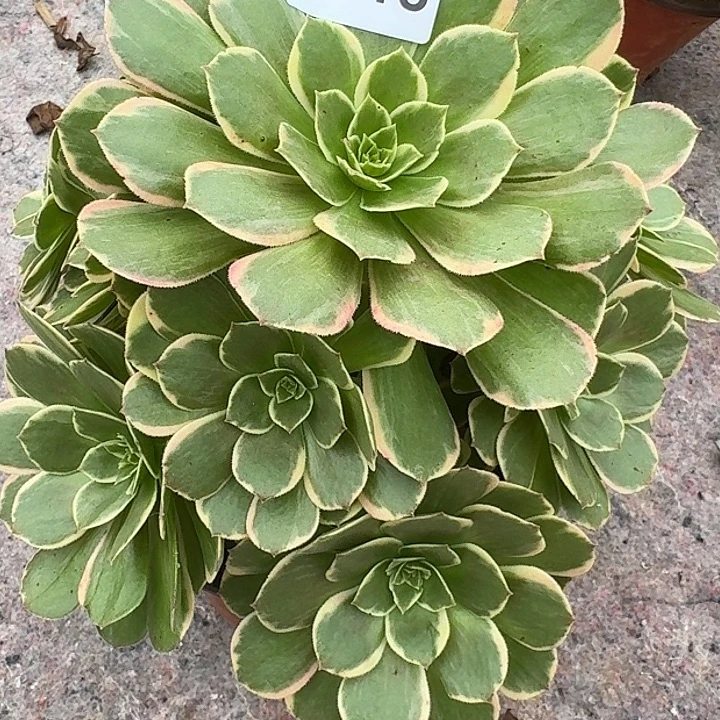 0818粉花袄多肉植物