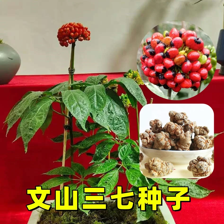 云南文山三七包衣种子种苗三七可盆栽可地栽室内观赏种植