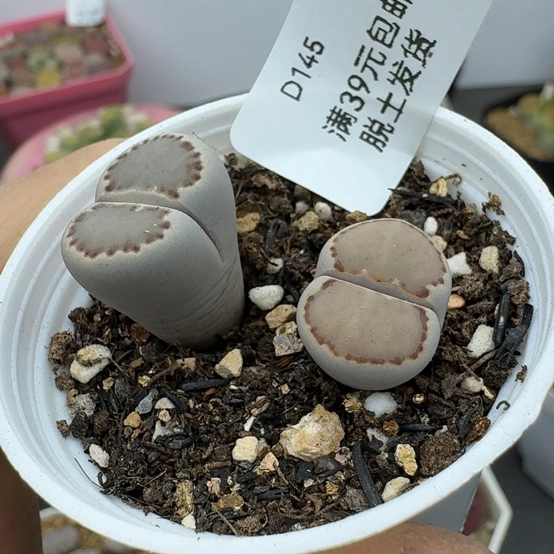 145哈哈哈哈哈哈哈哈