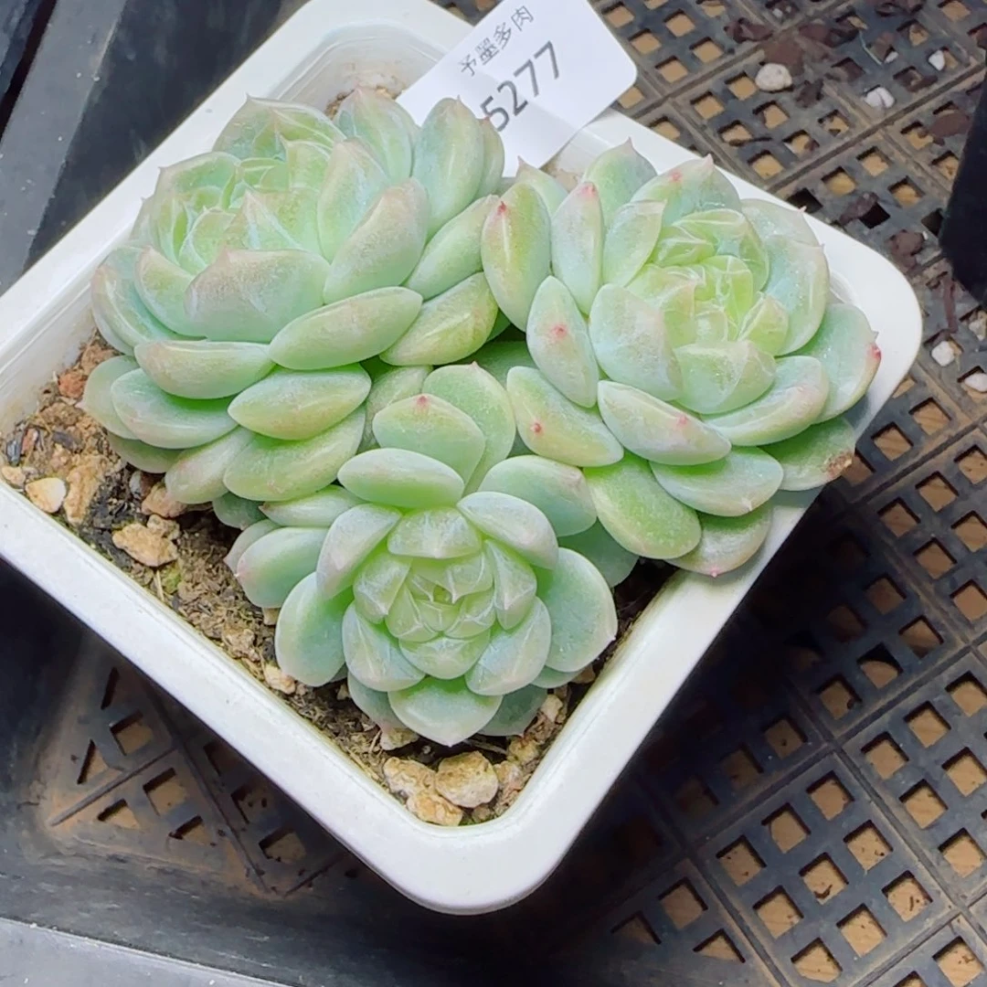 泼天富贵，5277多肉植物
