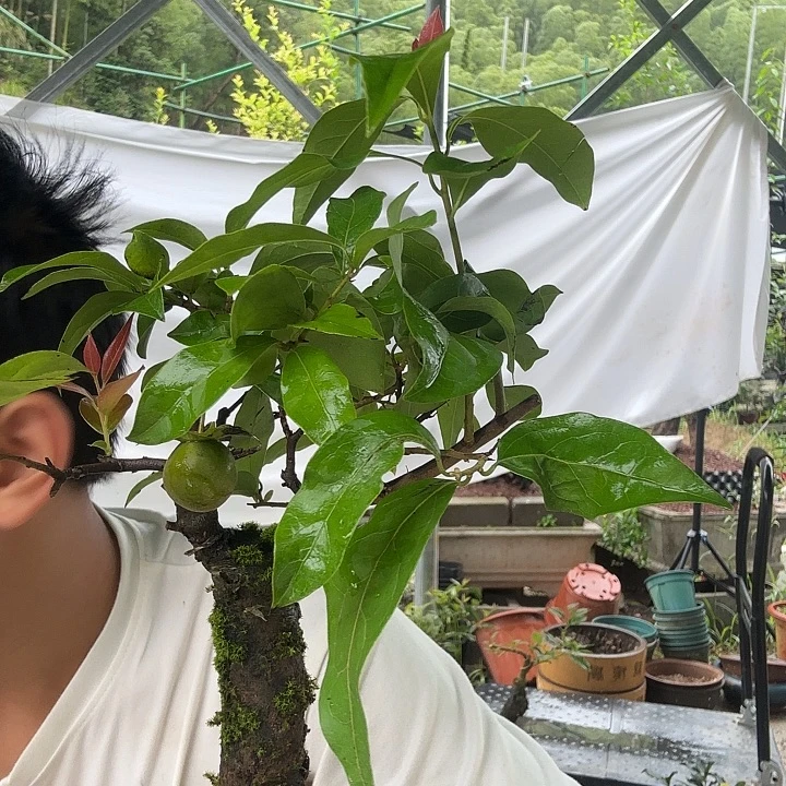 阳***光无花朵金蛋子容易成活
