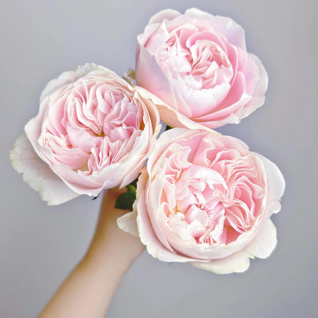 朵拉的玫瑰 奶茶 丽江产业园直发 1扎中通2扎顺丰空运包邮