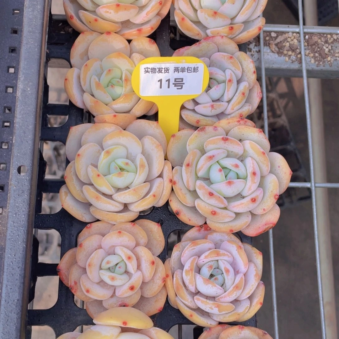 11号宽叶奶茶老桩单头一个