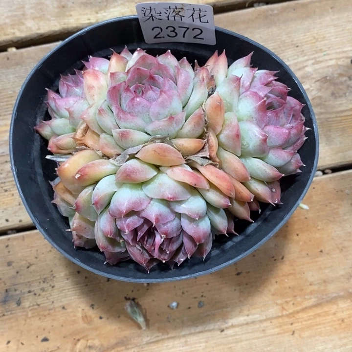 咖***辣精品多肉植物2372