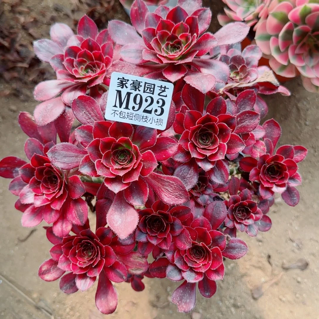 丽娜法师923冠幅20