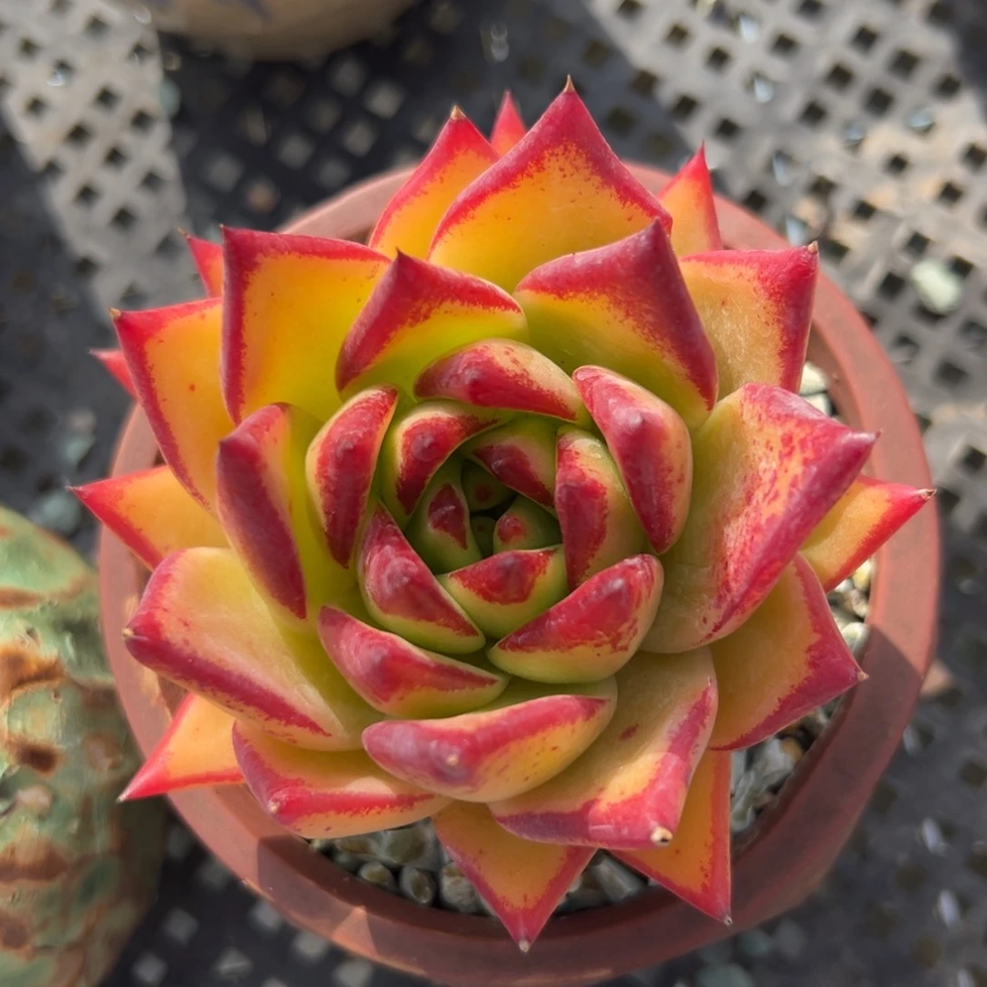 口红精控多肉一物一拍