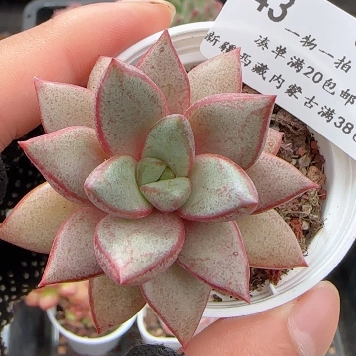 0607-143尖叶葡萄