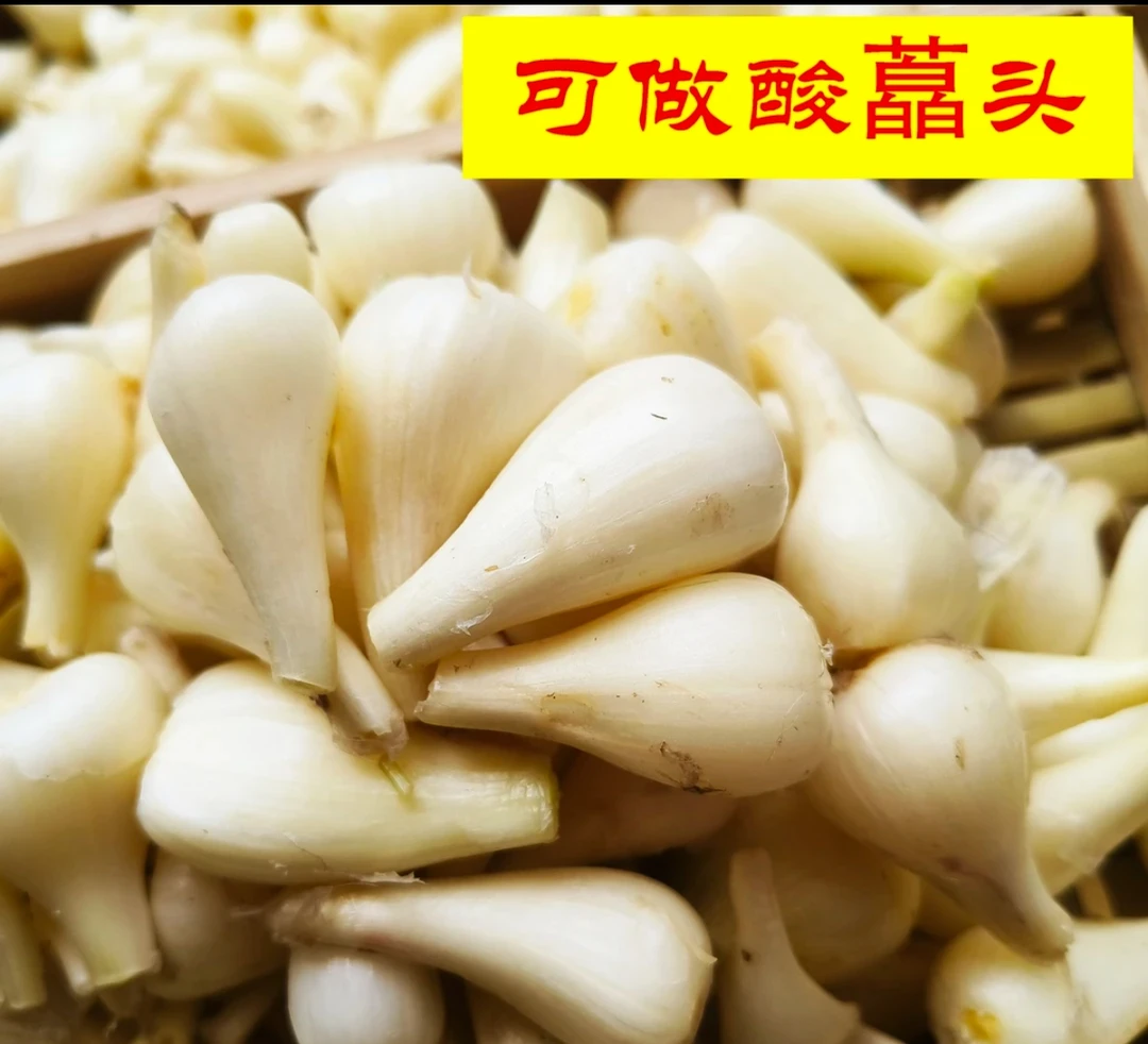 贵州高山本地野葱藠头