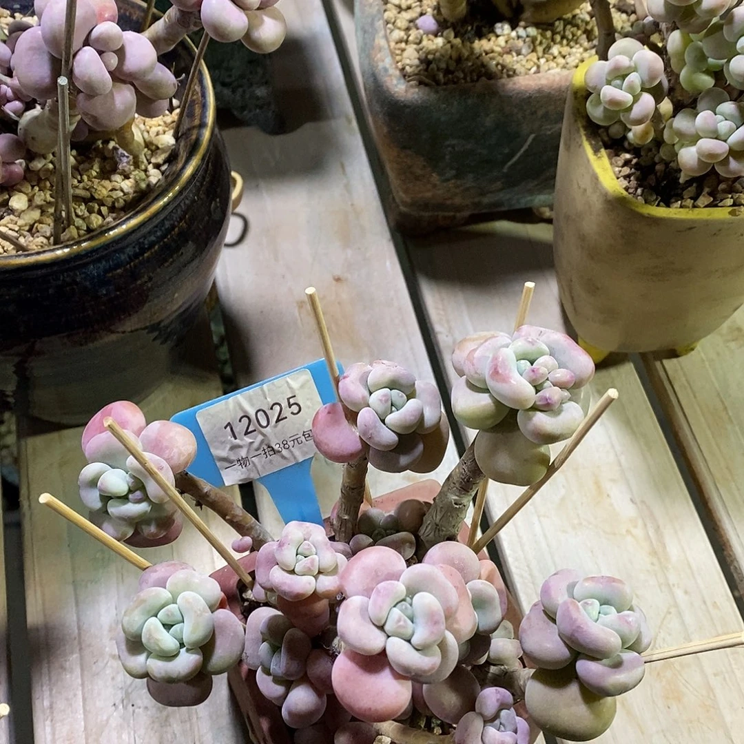 12025，哦嘘my烤鱼图