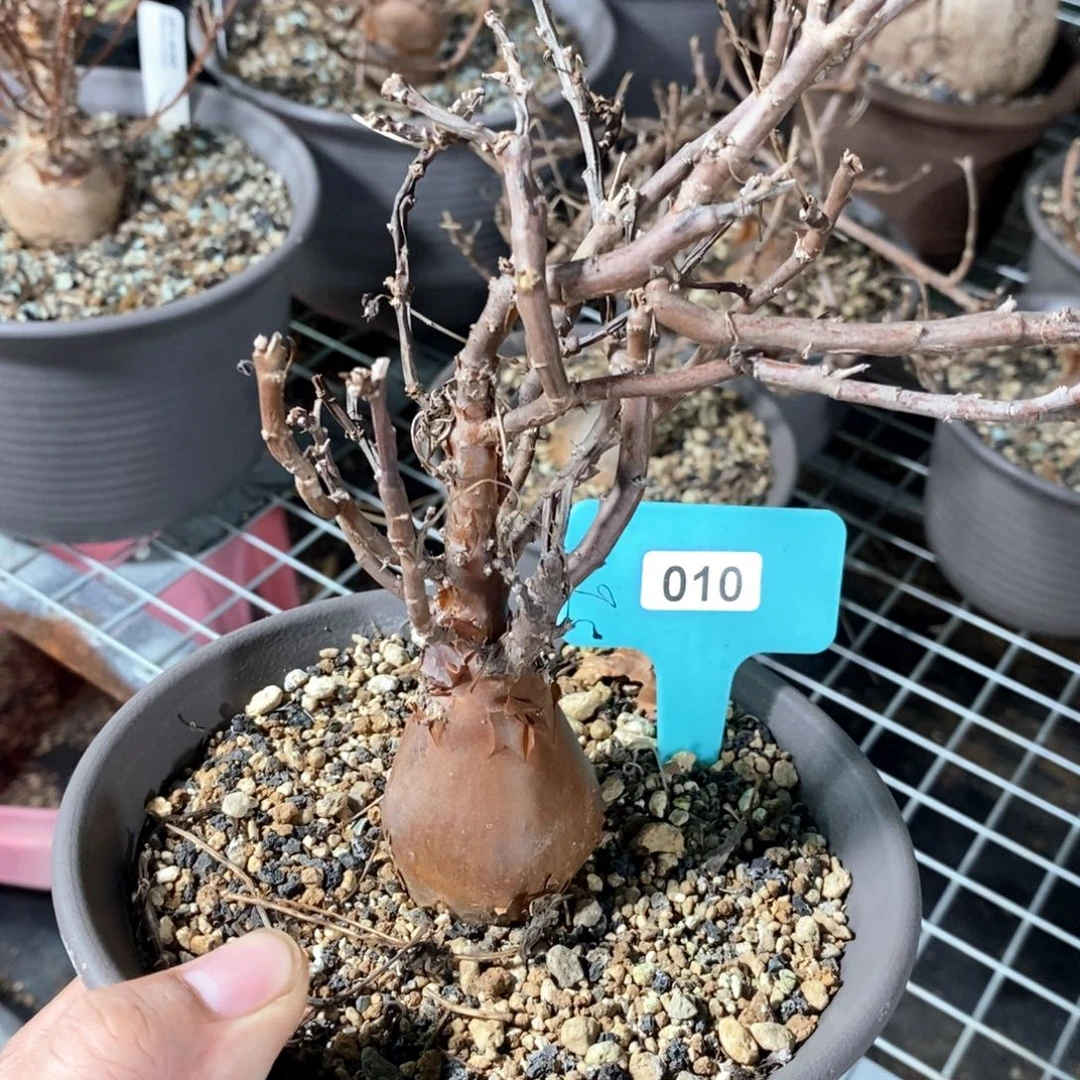 产地瓶干厚炖菊一个