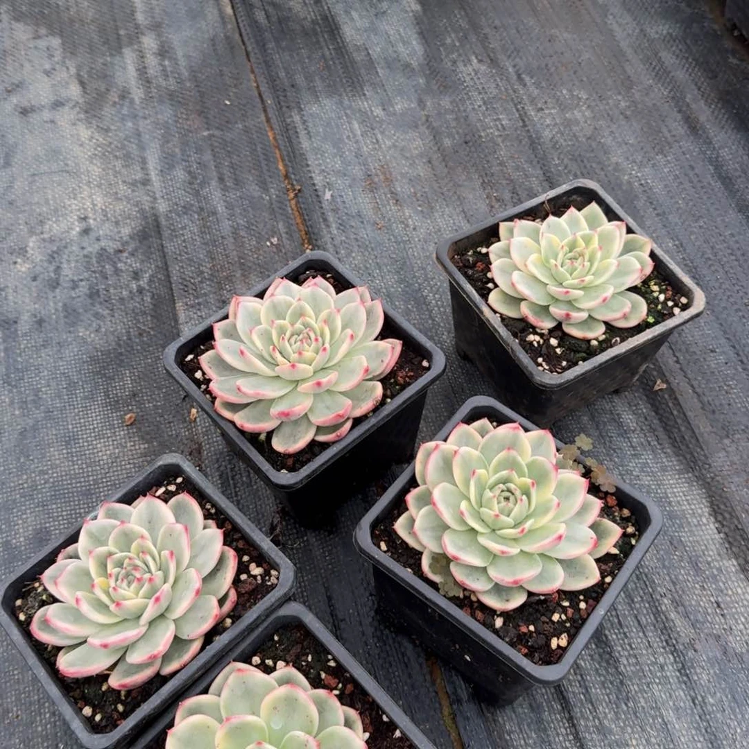 蔚蓝乌木一颗量拍29-51