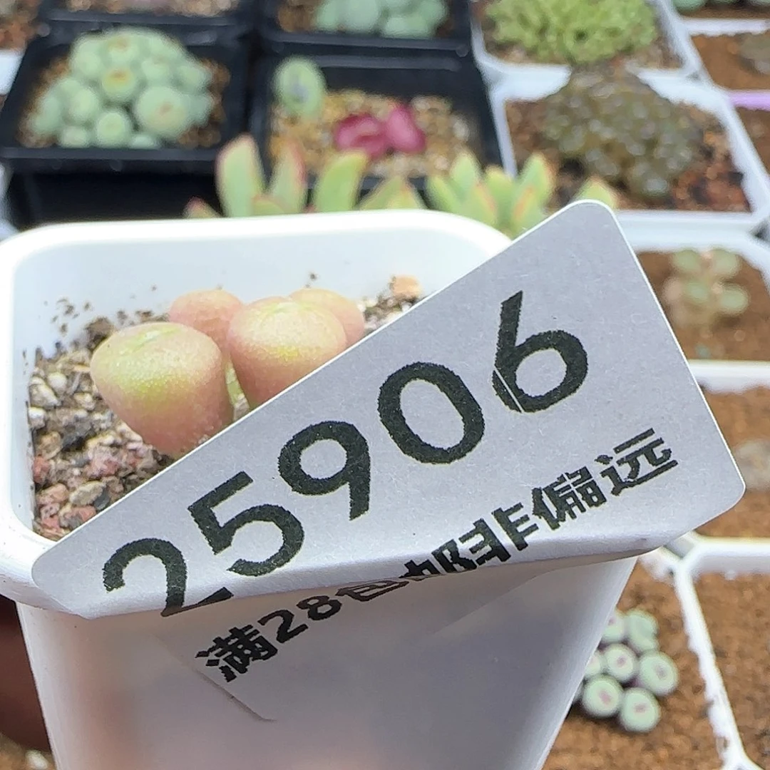 ?*?脱土28包邮25906