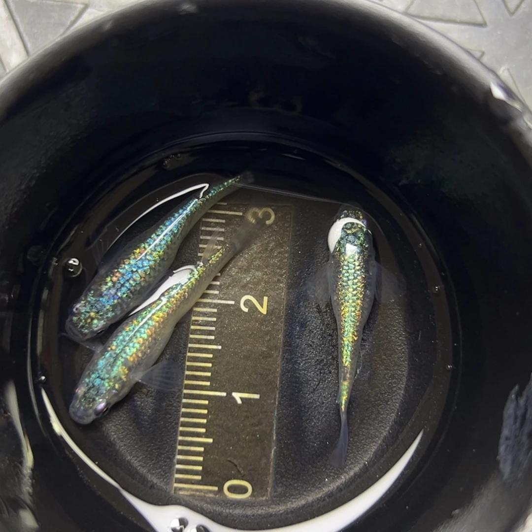 青鳉鱼56。