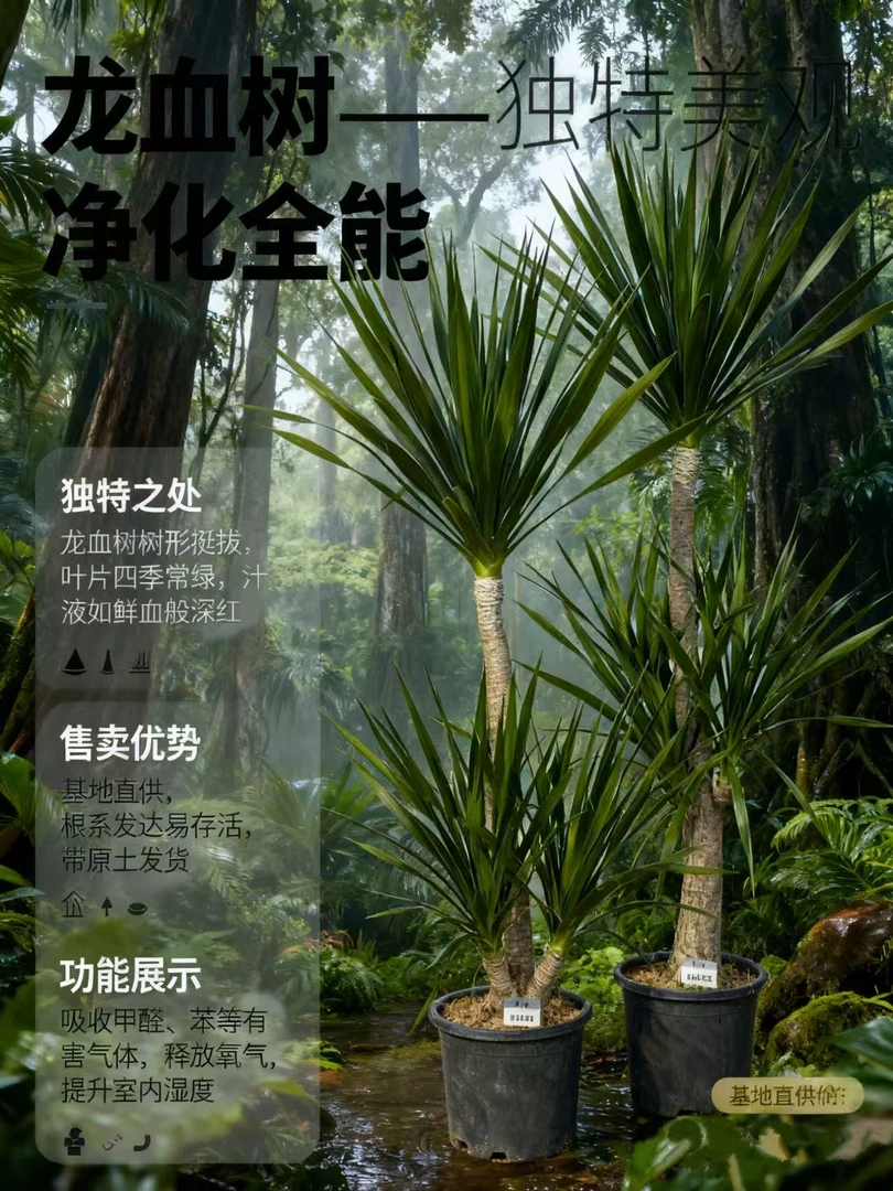 -精品耐寒步步高造型龙血树室内好养净化空气四季常青