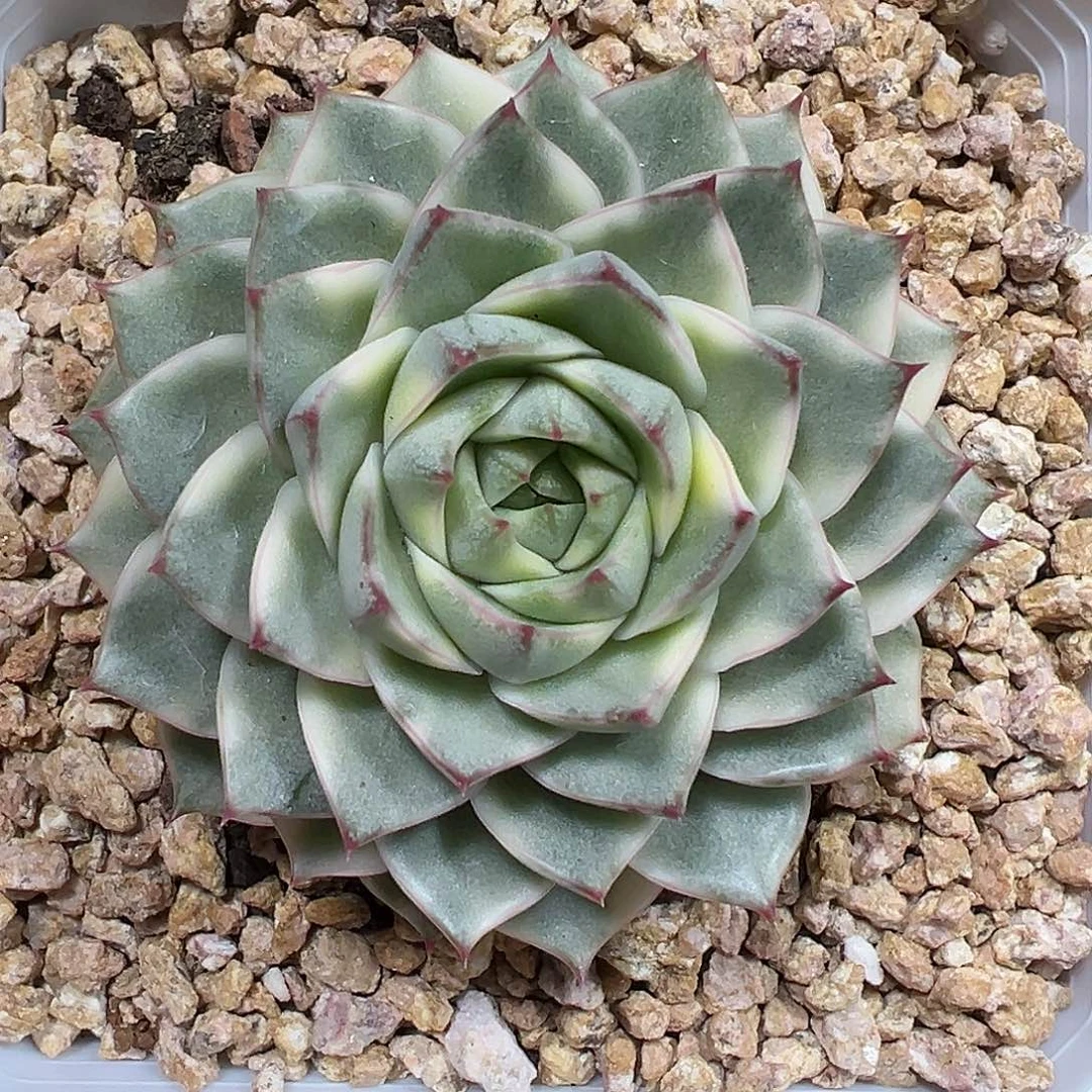 法比奥拉锦多肉植物